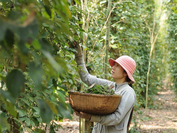 Giá tiêu đảo này giảm sâu, nông dân lỗ trăm triệu, chán quá bỏ nghề