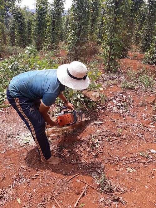 Giá tiêu giảm còn 54.000 đ/kg, nông dân dùng cả cưa máy chặt tiêu