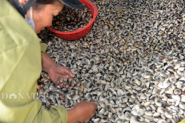 "giai cuu" nong thuy san khong xue, tinh quang ninh ban ke lau dai hinh anh 1