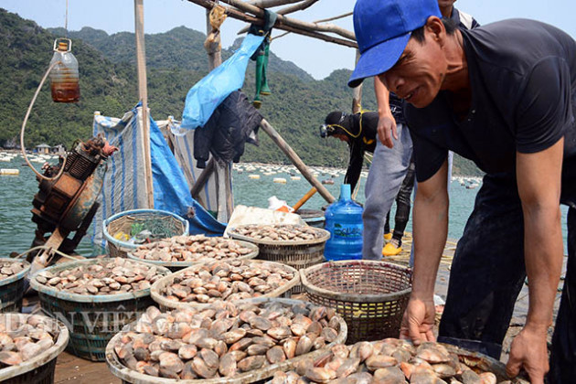 "giai cuu" nong thuy san khong xue, tinh quang ninh ban ke lau dai hinh anh 2