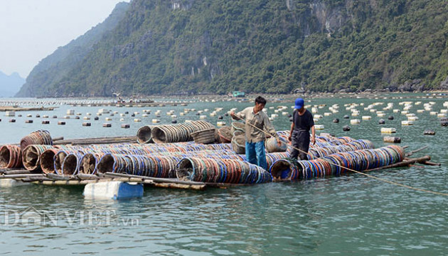 "giai cuu" nong thuy san khong xue, tinh quang ninh ban ke lau dai hinh anh 5