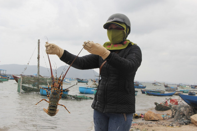 “Giải cứu tôm hùm Phú Yên” giá 200.000 đồng/ký, đây là sự thật