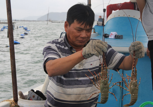 “giai cuu tom hum phu yen” gia 200.000 dong/ky, day la su that hinh anh 2