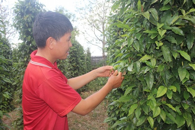 Giật mình với giống tiêu lạ, 6 tháng ra hoa thu hoạch quanh năm