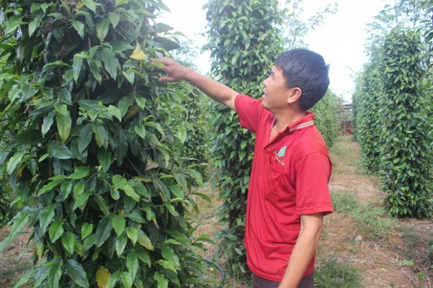 giat minh voi gióng tieu lạ, 6 tháng ra hoa thu hoạch quanh nam hinh anh 3