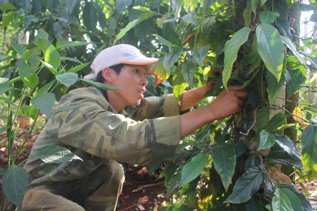 giat minh voi gióng tieu lạ, 6 tháng ra hoa thu hoạch quanh nam hinh anh 5