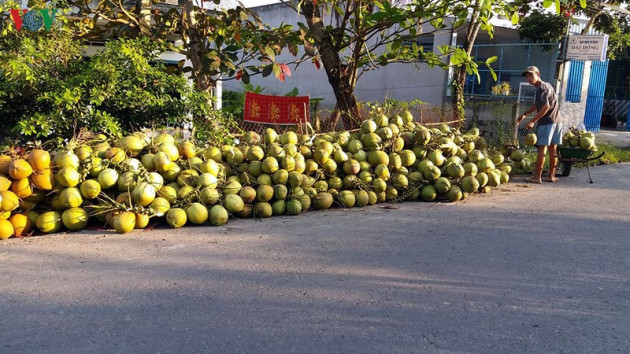 Giữa cao điểm nắng nóng mà dừa xiêm miền Tây rớt giá thê thảm