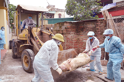 Hà Nội khống chế thành công dịch tả lợn châu Phi