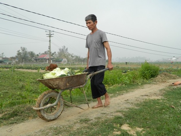 ha tinh: 3.000 dong 1 cay cai bap to dung, nong dan "khoc rong" hinh anh 5