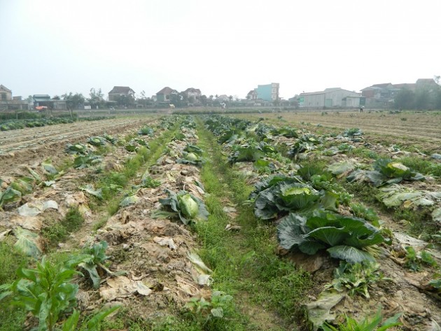 ha tinh: 3.000 dong 1 cay cai bap to dung, nong dan "khoc rong" hinh anh 3