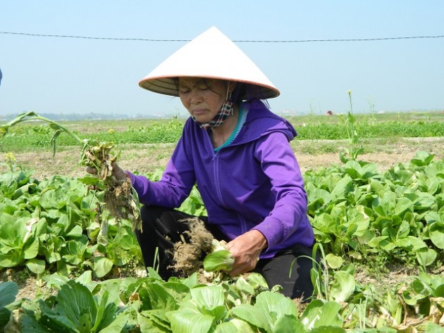 ha tinh: 3.000 dong 1 cay cai bap to dung, nong dan "khoc rong" hinh anh 2