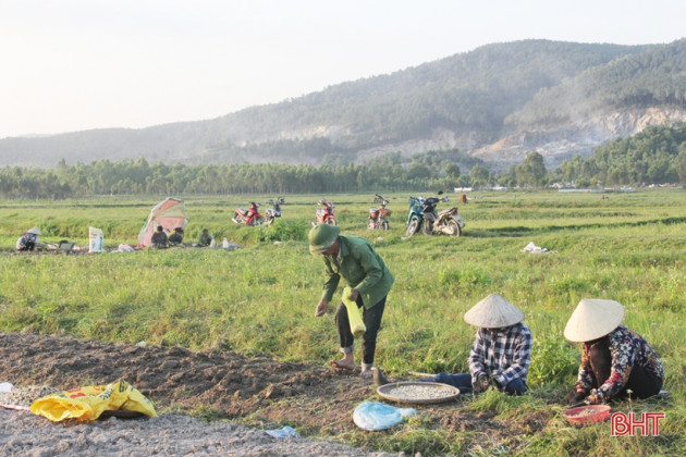 Hà Tĩnh: Bới đất đào củ hành tăm tròn xoe, bán giá 35.000 đồng/kg