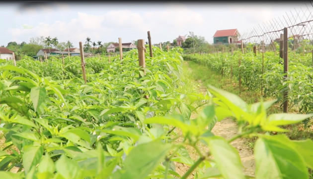 ha tinh: lap “mat than” canh bon trom chuyen di an cap rau hinh anh 5