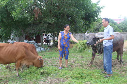 ha tinh: lien ket nuoi trau bo, trong rau hoi vien nhanh giau hinh anh 1