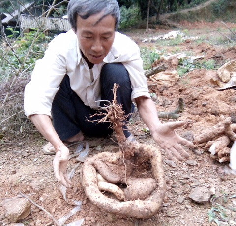 Hà Tĩnh: Trồng khoai lạ củ như con rắn, 1 củ to bán giá 300 ngàn