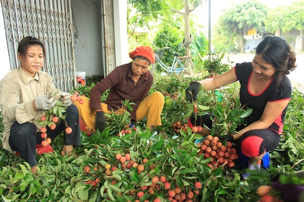 Hải Dương chuẩn bị "tung" ra thị trường 15.000 tấn vải thiều sớm