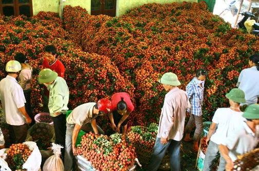 hai duong chuan bi "tung" ra thi truong 15.000 tan vai thieu som hinh anh 2