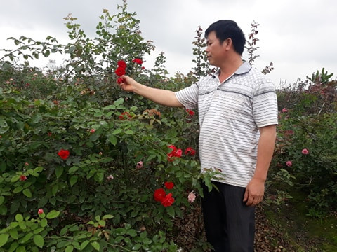 hai phong: trong nhieu loai hoa hong quy hiem, bo tui tien ty/nam hinh anh 3