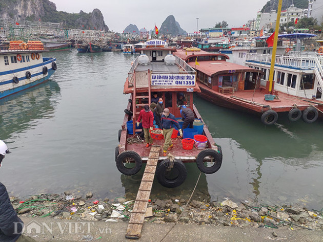 hang nghin tan ngao con duoi bien, dan van don nhu "ngoi tren lua" hinh anh 2