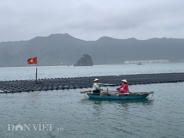 hang nghin tan ngao con duoi bien, dan van don nhu "ngoi tren lua" hinh anh 3