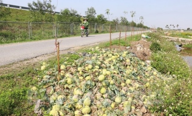 hang tan rau cu nho bo vi e, bo nnptnt chi dao giai phap khac phuc hinh anh 1