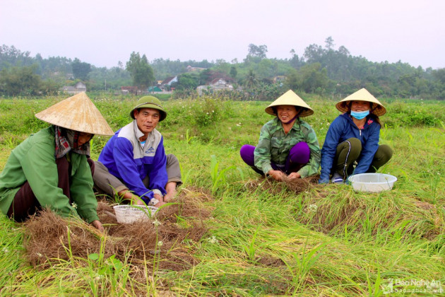 Hành tăm xứ Nghệ được mùa nhờ thứ lá phủ "quý như vàng"