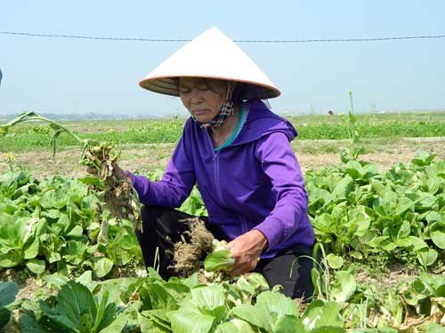 het tet gia rau "sieu re", 10.000 dong mua duoc 6 cu su hao to dung hinh anh 1