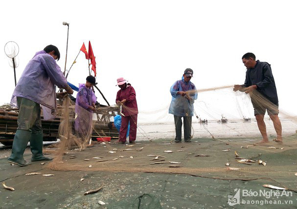 Hiếm gặp: Nhiều bè mảng kéo trúng cá rớp, bán tại chỗ 30.000 đ/kg