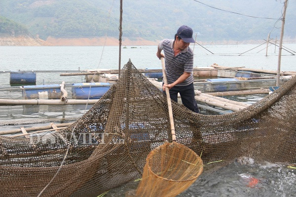 hoa binh: cho ca an co voi, la chuoi, khach goi dien hoi mua suot hinh anh 2