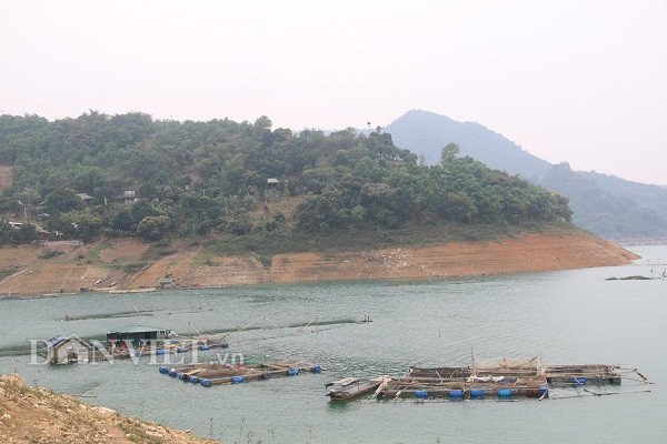 hoa binh: cho ca an co voi, la chuoi, khach goi dien hoi mua suot hinh anh 5