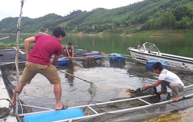 hoa binh: cho ca an co voi, la chuoi, khach goi dien hoi mua suot hinh anh 6