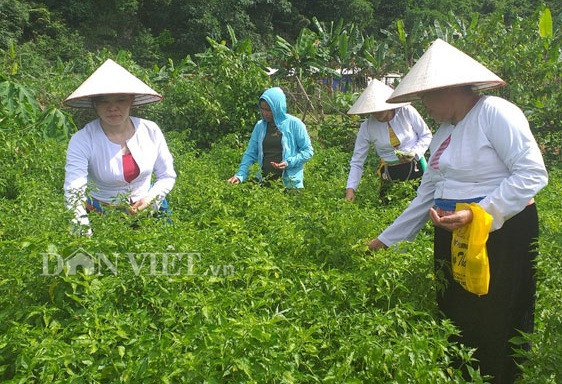 Hoà Bình: Trồng ớt rừng trái bé tí ti, chim hay "ăn trộm", bán đắt1