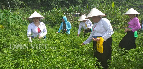 hoa binh: trong ot rung trai be ti ti, chim hay "an trom", ban dat hinh anh 3