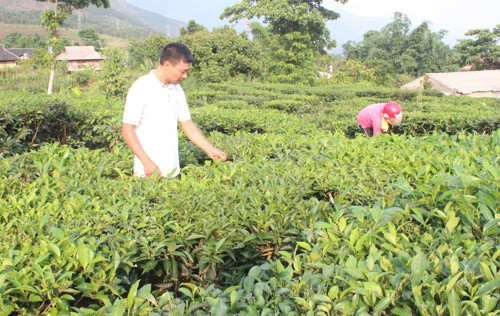 Học và làm theo Bác: Đem lợi ích thiết thực đến nông dân