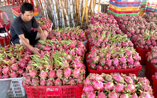 hon loan thi truong phan bon: nen bo cac hinh thuc khao nghiem hinh anh 2