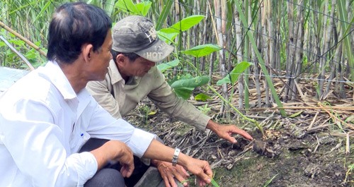 hon loan thi truong phan bon: nen bo cac hinh thuc khao nghiem hinh anh 3