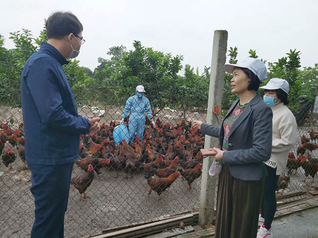 huyen dau tien cua ha noi phan hang san pham ocop la huyen nao? hinh anh 3