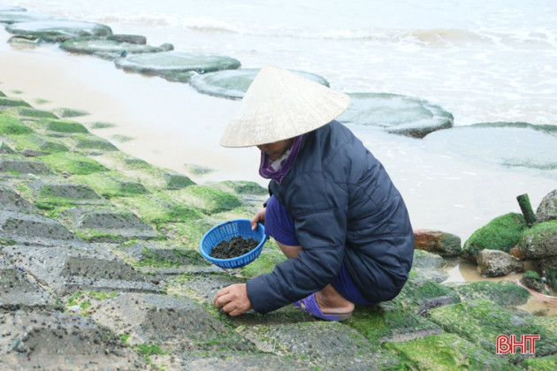 i oi goi nhau ra ke bien cao rong tuoi, ban gia 400.000 dong/kg hinh anh 2