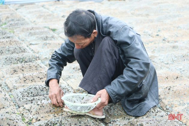 i oi goi nhau ra ke bien cao rong tuoi, ban gia 400.000 dong/kg hinh anh 4