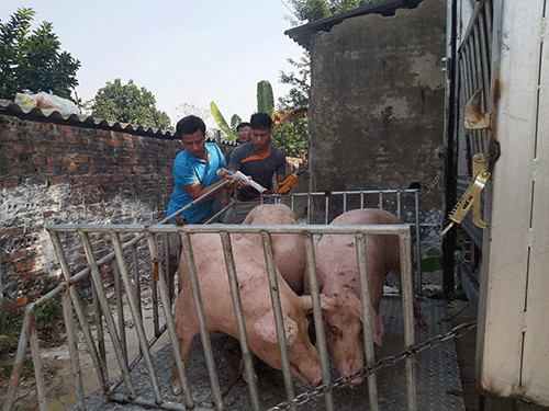 “keo” gia lon hoi ve duoi 75.000 d/kg: thong diep... “an” vua phai hinh anh 2