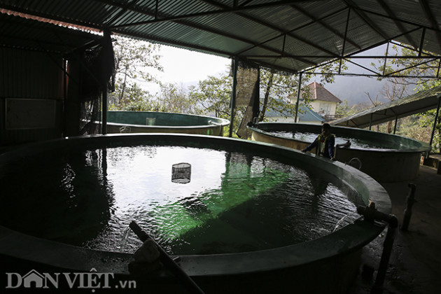 kham pha quy trinh nuoi ca hoi duoi chan “noc nha dong duong&quot; hinh anh 4