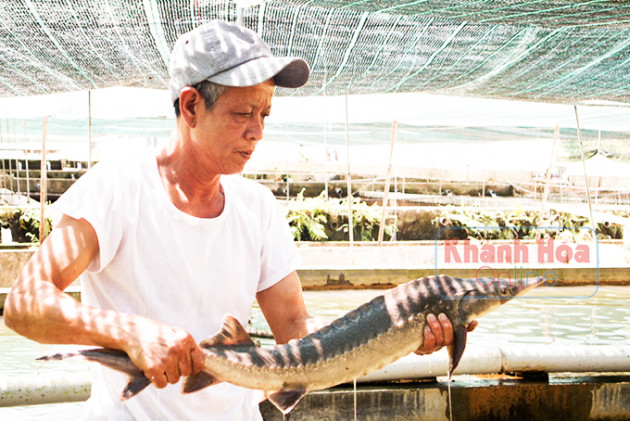 Khánh Hòa: Lên non hẻo lánh nuôi toàn loài cá lạ, bán đắt tiền