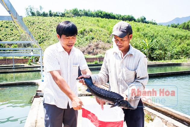 khanh hoa: len non heo lanh nuoi toan loai ca la, ban dat tien hinh anh 3