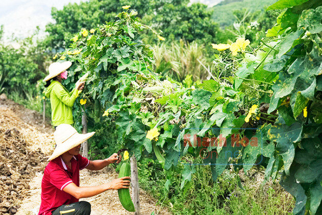 khi cac chang trai bo luong cao len nui trong...rau ma hinh anh 2