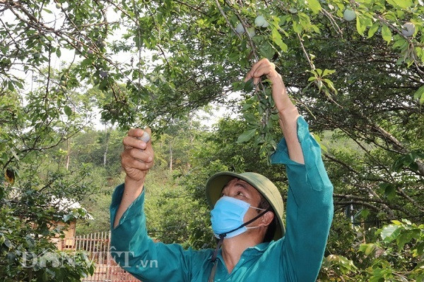 kho han, mua da lien mien, man son la la nhieu hon qua, dan lo hinh anh 4