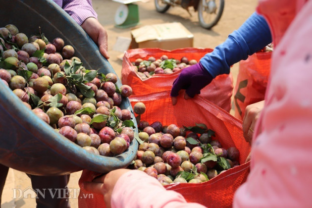 kho han, mua da lien mien, man son la la nhieu hon qua, dan lo hinh anh 9