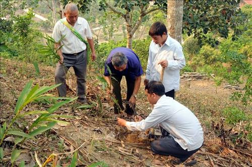 Khổ, loài cây ra thứ quả quý thơm khắp nương mà không bán được