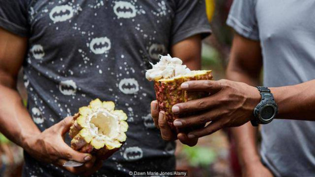 kho tin: cu ki cua cay cacao co tuoi doi 5.300 nam van dang ton tai hinh anh 2