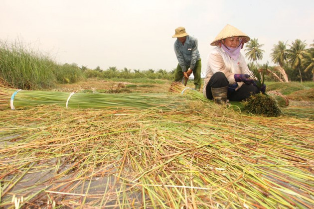 Không ngờ thứ cỏ "ngoại cỡ", mọc hoang ở đầm lầy này lại có giá cao