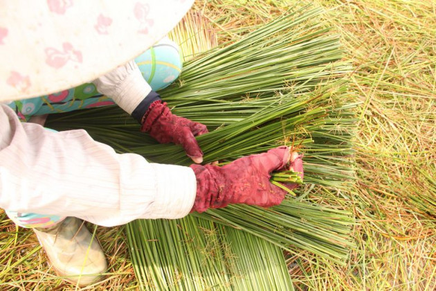 khong ngo thu co "ngoai co", moc hoang o dam lay nay lai co gia cao hinh anh 5